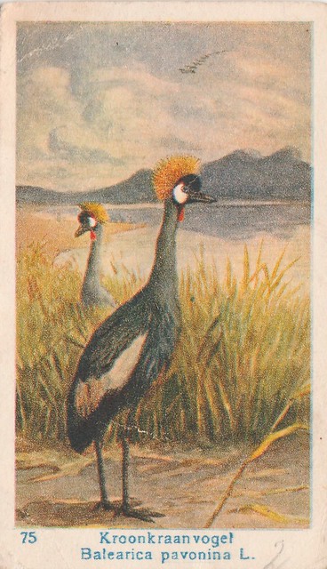 Albumplaatje - Fa. van Ravenswaaij en Zonen, Gorinchem (Vogelserie 75 van 100 Kroonkraanvogel Balearica Pavonina L)