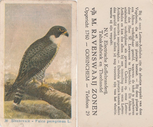 Albumplaatje - Fa. van Ravenswaaij en Zonen, Gorinchem (Vogelserie 36 van 100 Slechtvalk Falco Peregrinus L)