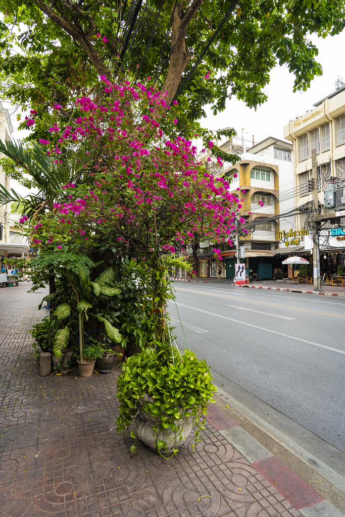 Tree with Bougainvillea bush on a road in Bangkok, Thailand