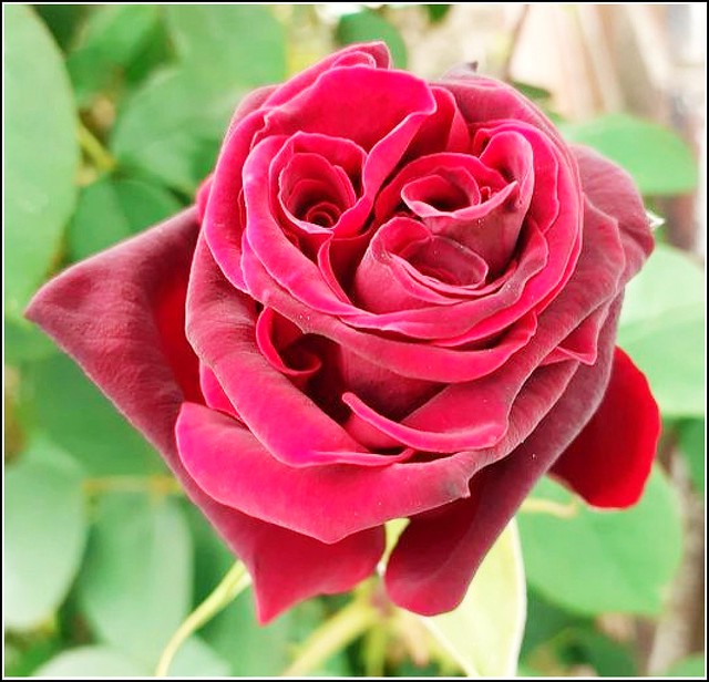 Scarlet Rose ..