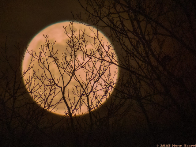Branches in Blood Moon