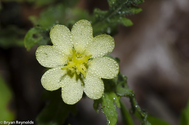 Cutleaf Evening Primrose, Oenothera laciniata, covered in dew