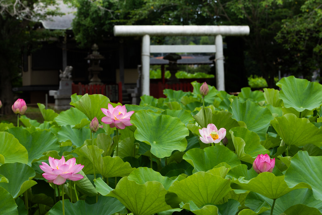 Lotus Flowers at Oyamada Shrine