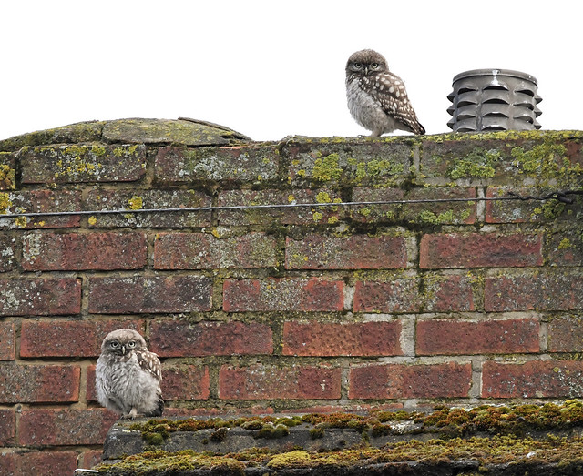 Little Owl (juvenile's) on the chimney...