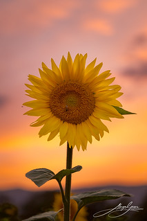 Sunset and sunflower. Meyrin, Switzerland