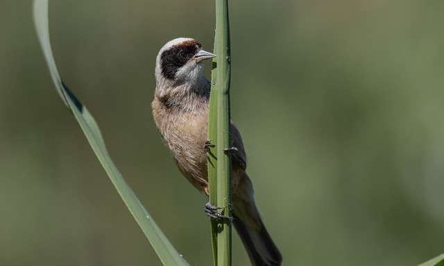 Pájaro Moscón Europeo - Eurasian Penduline Tit - Remiz pendulinus