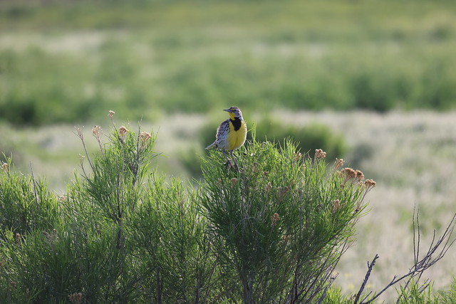 Western Meadowlarks During Our Visit to Rocky Mountain Arsenal National Wildlife Refuge (Adams County, Colorado) - June 7th, 2023