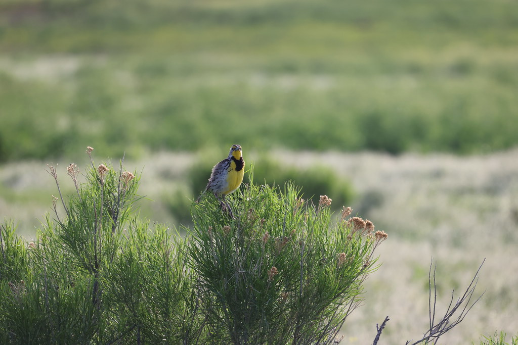 Western Meadowlarks During Our Visit to Rocky Mountain Arsenal National Wildlife Refuge (Adams County, Colorado) - June 7th, 2023