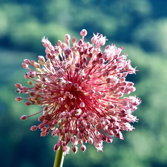 LA VIE EN ROSE:   Allium atroviolaceum