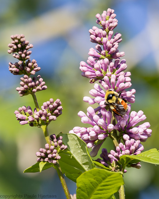 6324 Hunt's Bumblebee on Lilac