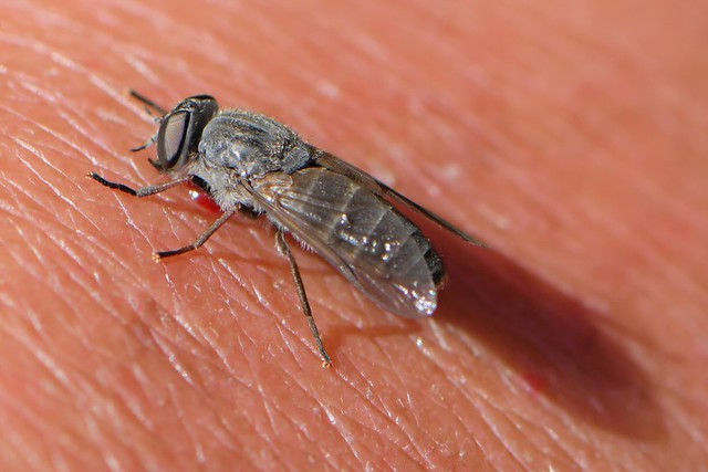 Nasty biting fly -- genus Apatolestes, Tabanidae