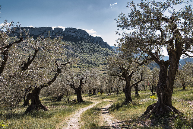 Scents of Provence