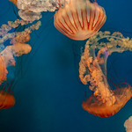 go with the flow Jellyfish
Ripley&#039;s Aquarium
Myrtle Beach, SC