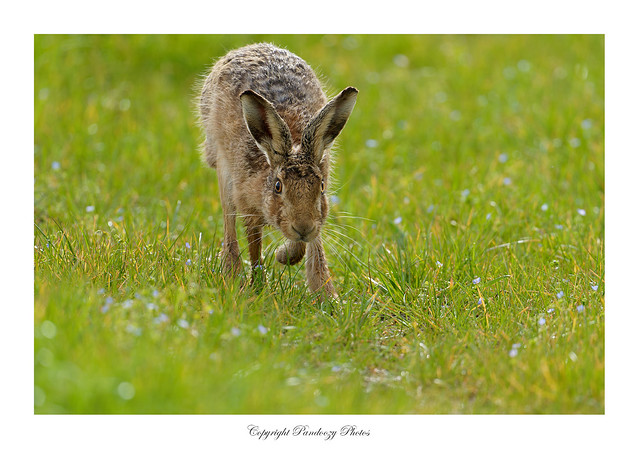 Brown Hare- Lepus europaeus.