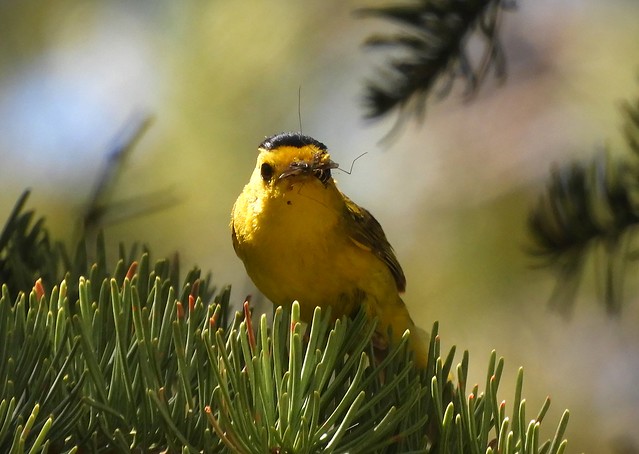 My First Photo of a Wilson's Warbler!