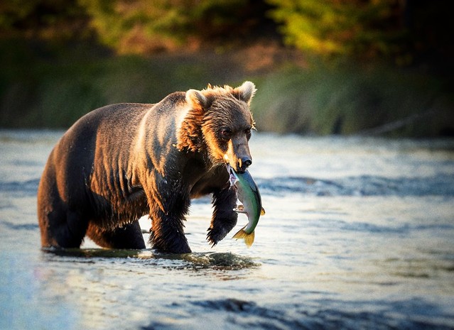Experiments with Generative Al - Fishing Grizzly
