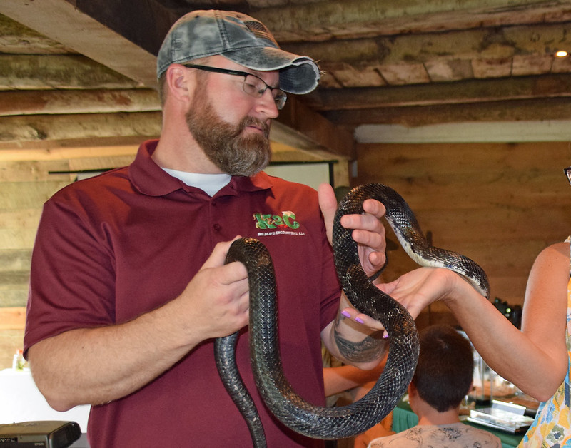 A man handling a large Eastern Ratsnake with another person's hand and arm in the shot, also touching the snake.