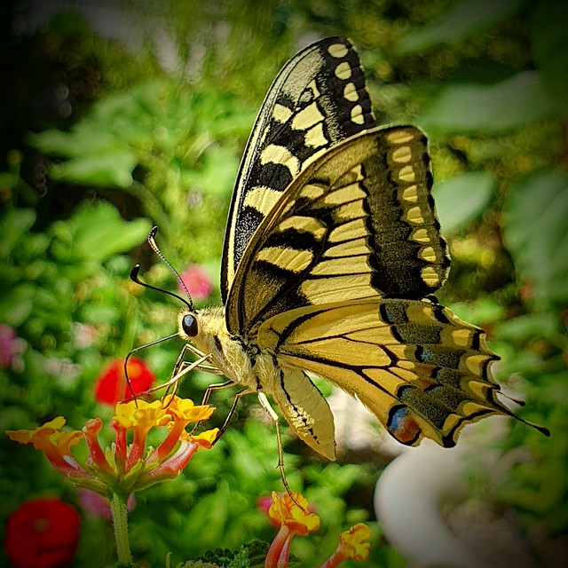 A tiger swallowtail