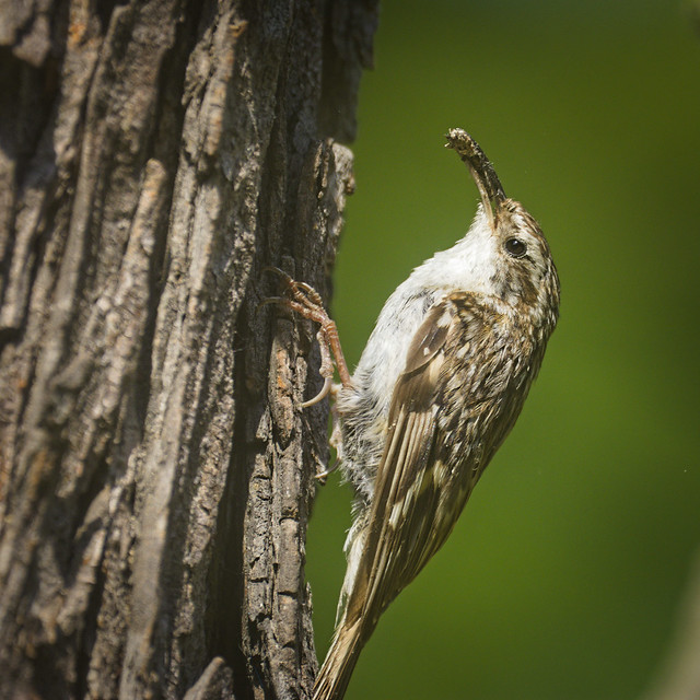 Eurasian treecreeper