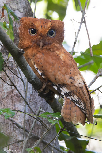Sokoke Scops Owl Otis ireneae | red phase Sokoke Forest, Ken… | Flickr