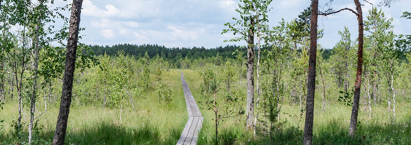Bohlenweg Alam Pedja Nationalpark, Estland