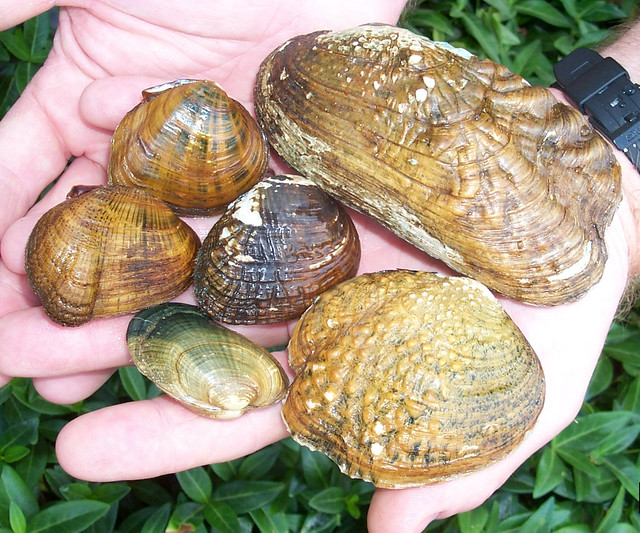 Endangered freshwater mussels