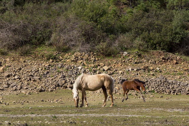 Spain - Malaga - Istan - Mare and Foal at Río Verde
