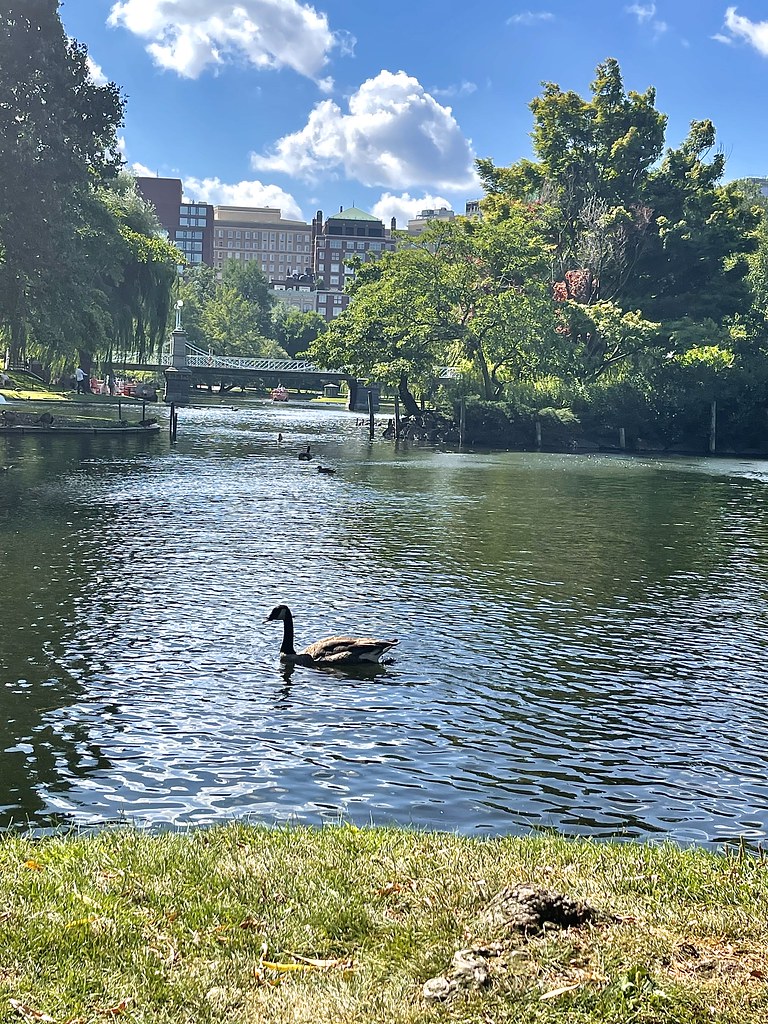 Lone duck swimming with the city in the background
