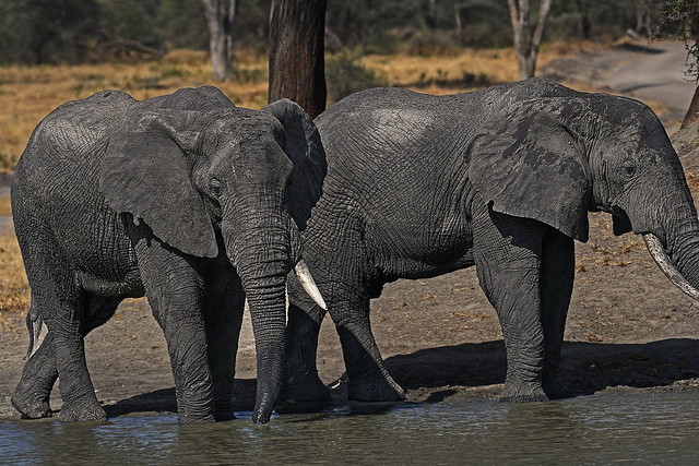 Elephants Watering