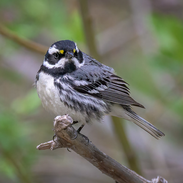 Black-throated Gray Warbler 20220509_8894