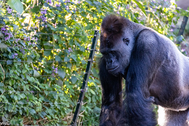 On a sunny autumn noon, adult silverback clan head Gorilla in contemplation. He weighs about 200kg.  The DNA of gorillas is highly similar to that of humans, from 95 to 99%. Uncropped image