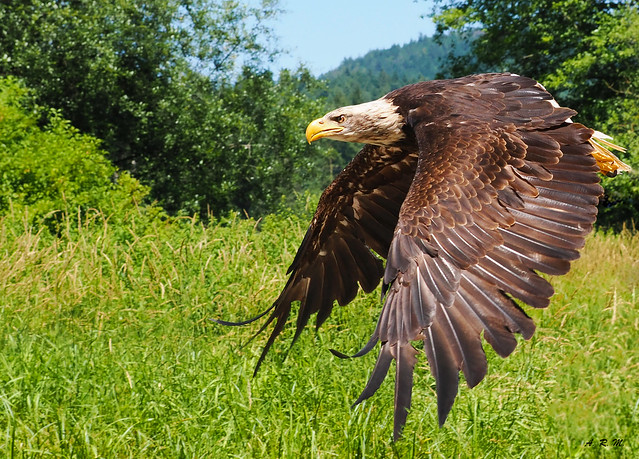 Eagle Fly By - Duncan, British Columbia