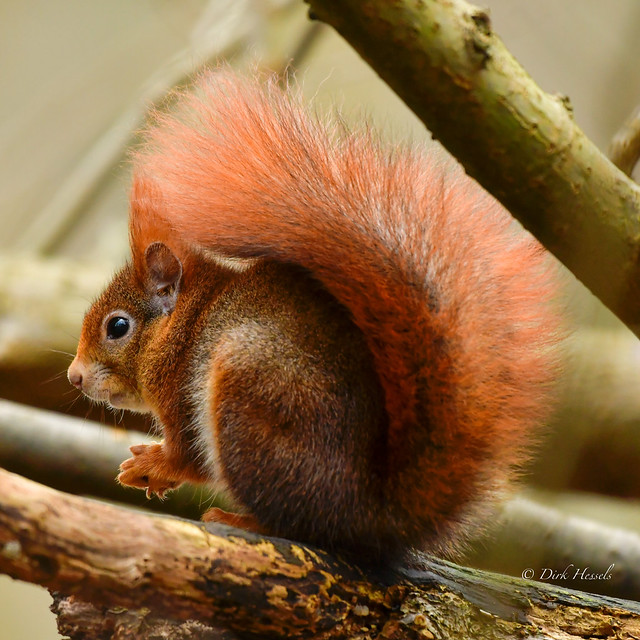 Red Squirrel | Rode Eekhoorn | Rotes Eichhörnchen, (Sciurus vulgaris)