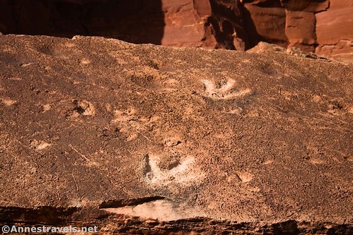 The dinosaur tracks at Poison Spider Dinosaur Track Site near Moab, Utah