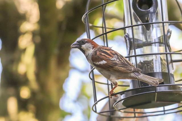Male Housesparrow on a feeder, The Netherlands.