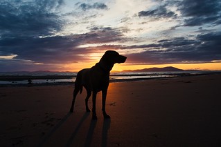 Bracken's sunset silhouette