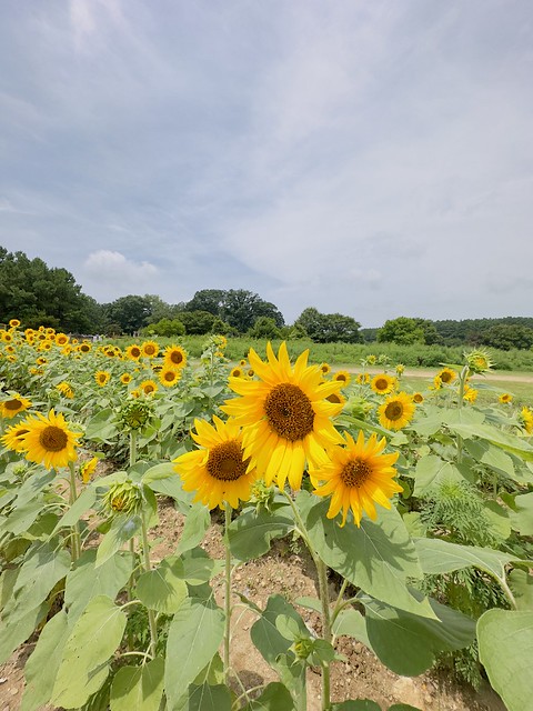 Dorothea Dix Park Sunflowers, Raleigh, NC