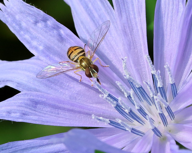 Hoverfly on Chicory