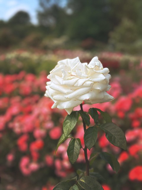 June roses (5)