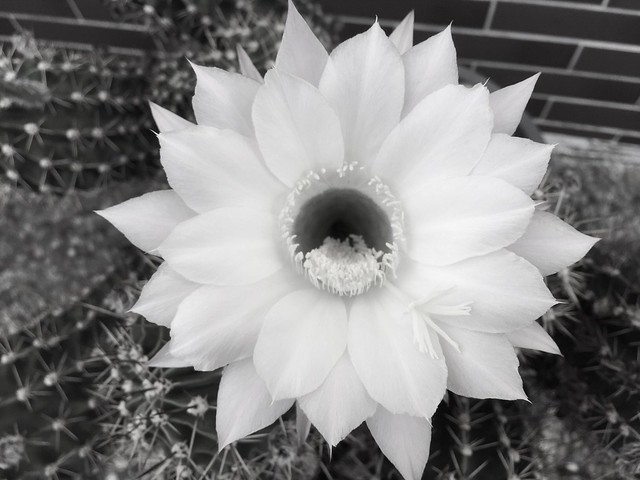 Flowers in #black und white#