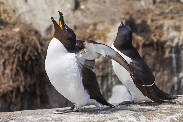 A male Razorbill displays while his partner stands beside him