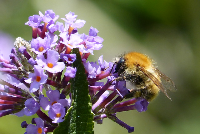 Common Carder Bee on Buddleia / Bourdon des champs