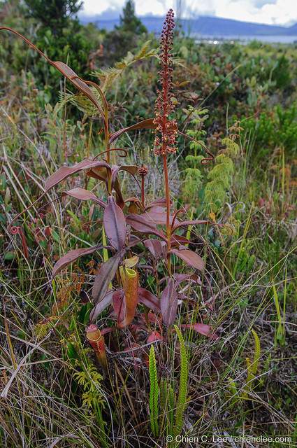 Pitcher Plant (Nepenthes maxima)