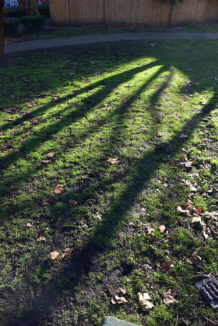shadows in the green