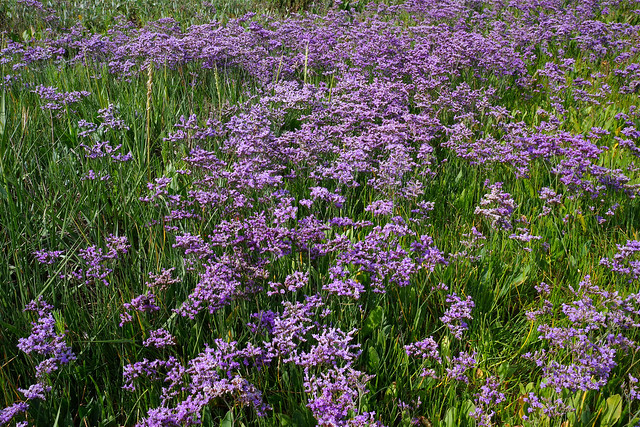 A carpet of Sea Lavender on Faversham Marshes.