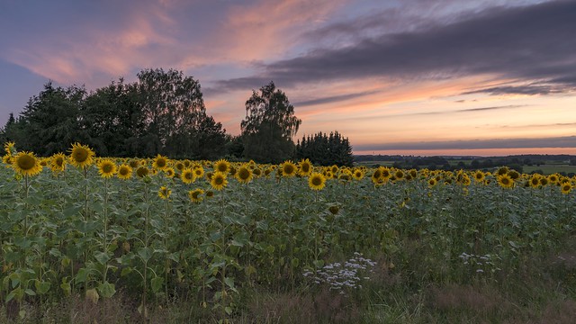 *sunflowers at dusk*