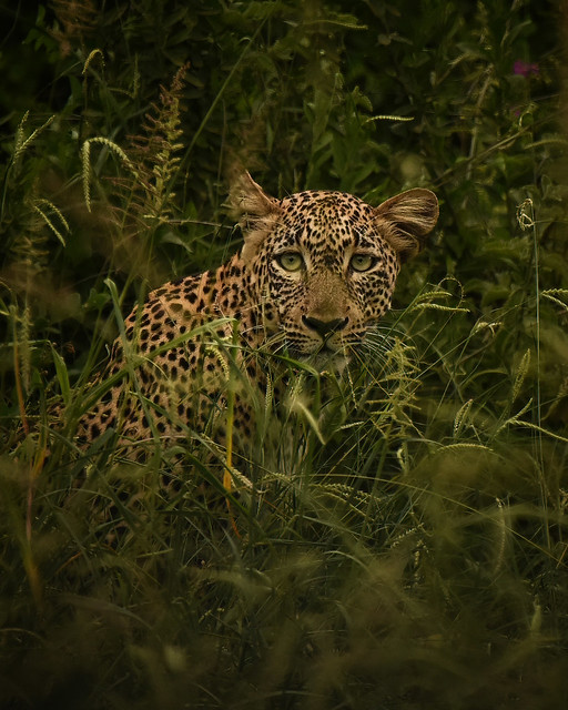 Mago Leopard, Sth Ethiopia