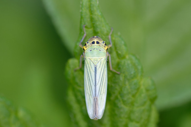 Green Leafhopper (Cicadella viridis) Blågrön kärrstrit