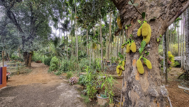 Jackfruits in village scene