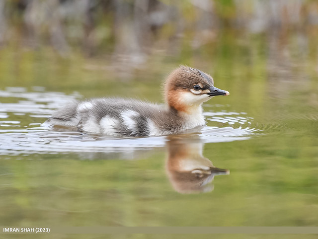 Common Merganser (Mergus merganser)